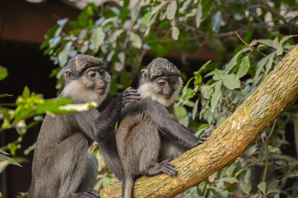 Two Monkeys at National Parks of Ghana